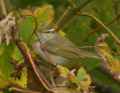 Светлоголовая пеночка фото (Phylloscopus coronatus) - изображение №2337 onbird.ru.<br>Источник: kolibriexpeditions.com